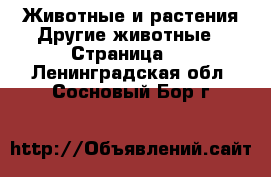 Животные и растения Другие животные - Страница 3 . Ленинградская обл.,Сосновый Бор г.